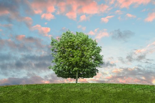 Ethical and sustainable sourcing